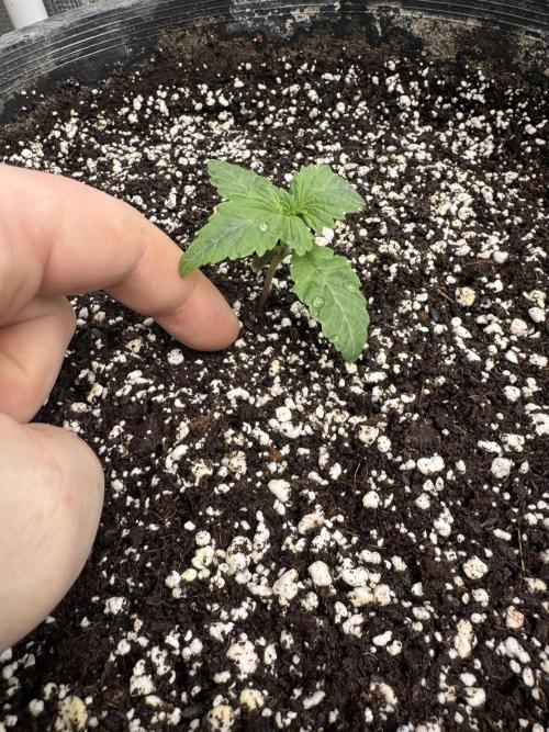 Thai Stick Skunk by Kaotic Seeds. Week 0