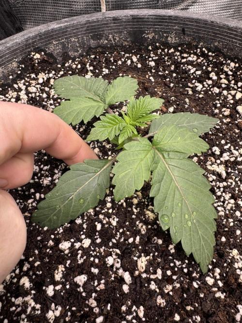 Thai Stick Skunk by Kaotic Seeds. Week 0