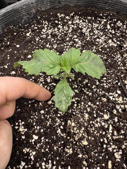 Thai Stick Skunk by Kaotic Seeds. Week 0