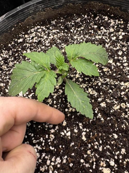 Thai Stick Skunk by Kaotic Seeds. Week 0