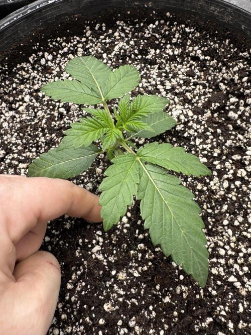 Thai Stick Skunk by Kaotic Seeds. Week 0