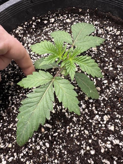 Thai Stick Skunk by Kaotic Seeds. Week 0