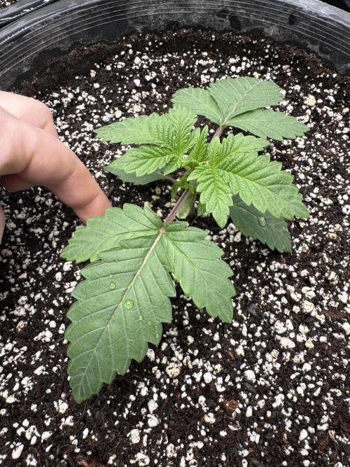 Thai Stick Skunk by Kaotic Seeds. Week 0