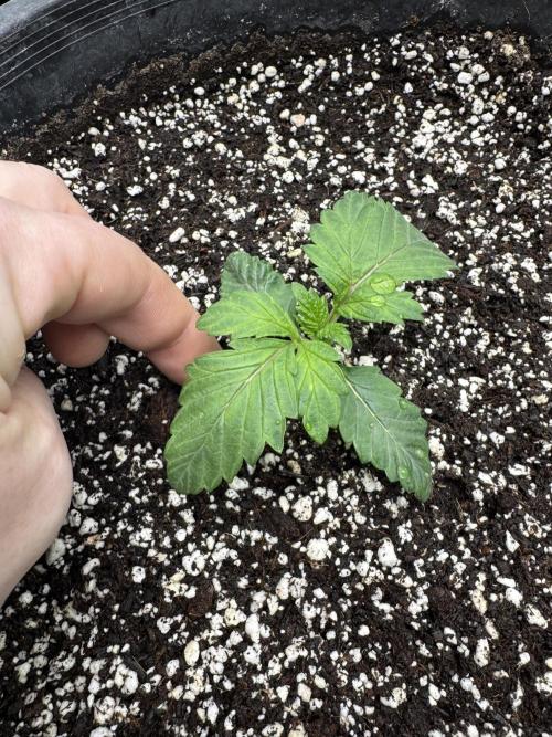 Thai Stick Skunk by Kaotic Seeds. Week 0