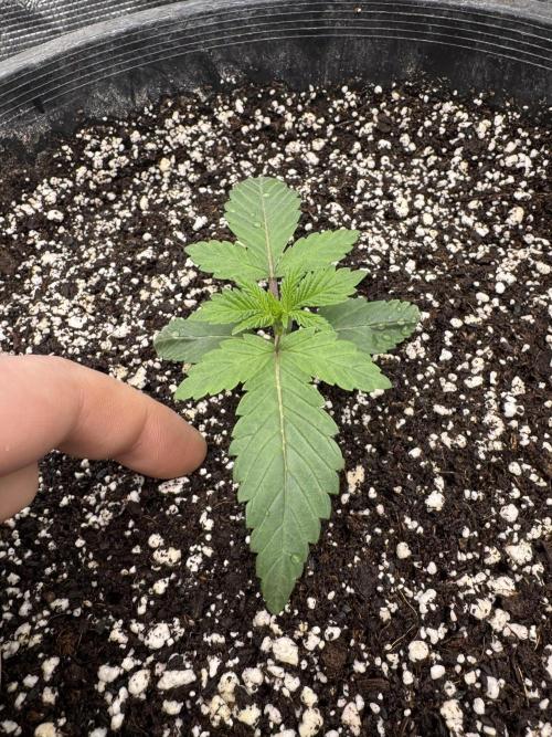 Thai Stick Skunk by Kaotic Seeds. Week 0