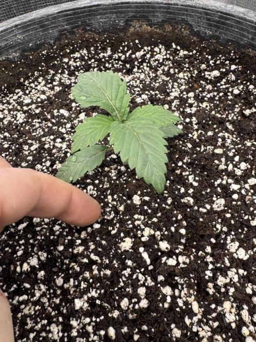 Thai Stick Skunk by Kaotic Seeds. Week 0