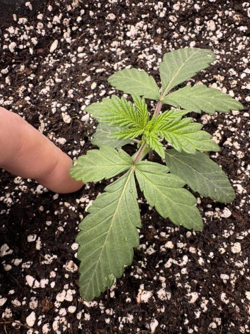 Thai Stick Skunk by Kaotic Seeds. Week 0