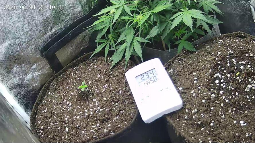 Mix Pack Auto. Week 0