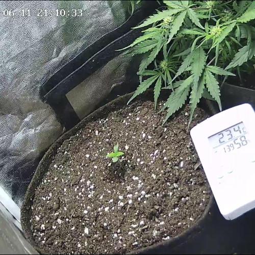 Mix Pack Auto. Week 0