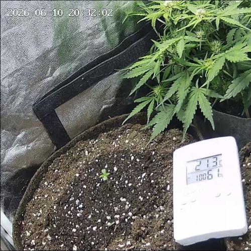 🌱 Autoflower Grow Diary. Week 0 - 10/06