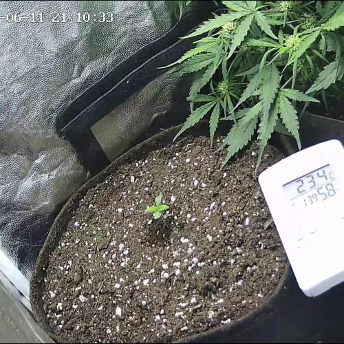 🌱 Autoflower Grow Diary. Week 0 - 11/06