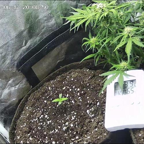 🌱 Autoflower Grow Diary. Week 0 - 12/06