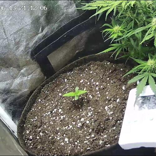 Mix Pack Auto. Week 0