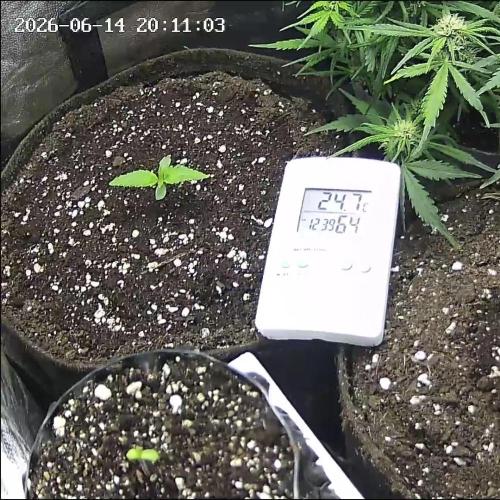 🌱 Autoflower Grow Diary. Week 0 - 14/06