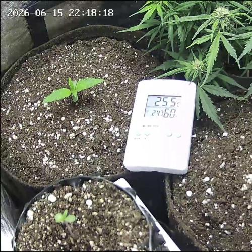 Mix Pack Auto. Week 0