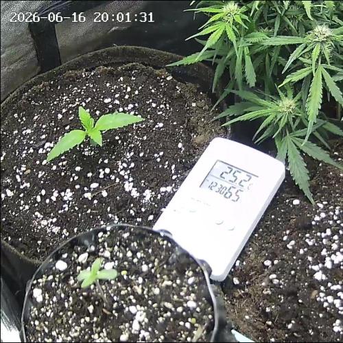 Mix Pack Auto. Week 1