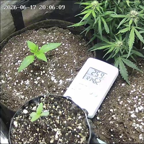 Mix Pack Auto. Week 1