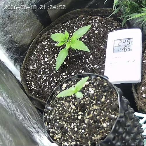 Mix Pack Auto. Week 1
