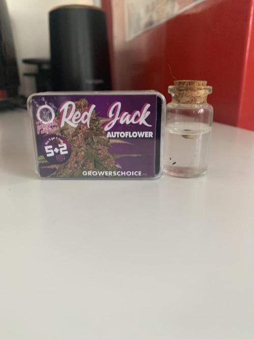 Red Jack Auto (WindowSil Modest/Attempt). Week 0