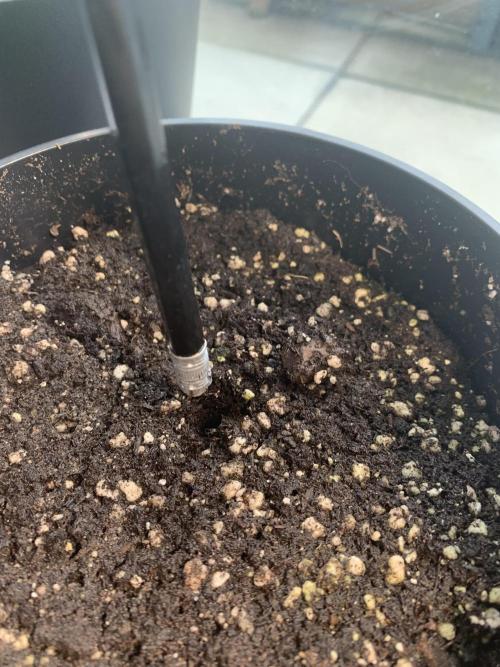 Red Jack Auto (WindowSil Modest/Attempt). Week 0 - I like using a pencil end as a good guide to soil depth a seed needs to sprout  