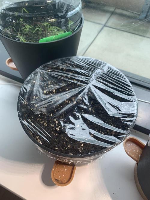 Red Jack Auto (WindowSil Modest/Attempt). Week 0 - I then clingfilm the pot to trap that moisture! 