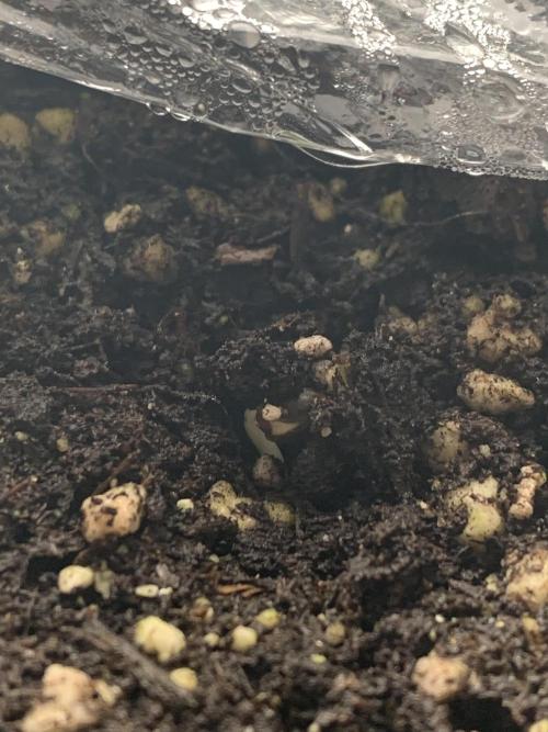 Red Jack Auto (WindowSil Modest/Attempt). Week 0 - She’s alive!