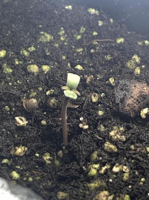Red Jack Auto (WindowSil Modest/Attempt). Week 0 - Welcome Jacklyn!