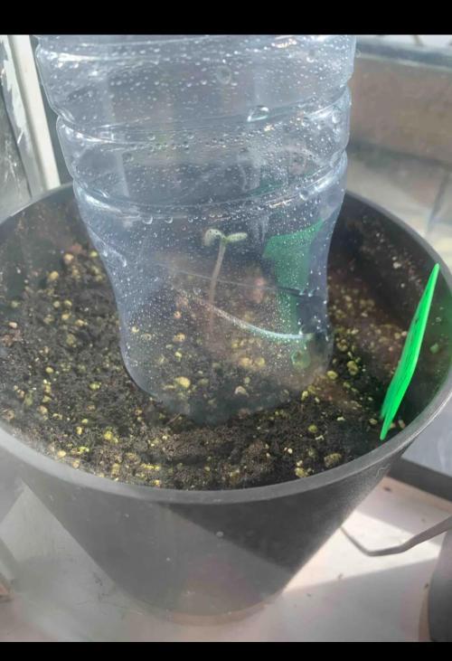 Red Jack Auto (WindowSil Modest/Attempt). Week 0