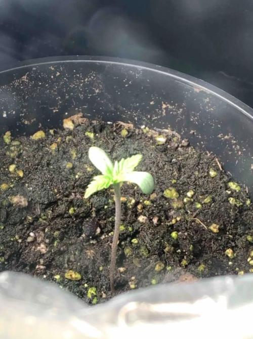Red Jack Auto (WindowSil Modest/Attempt). Week 1 - She’s growing! Officially entering the veg state, her first true leaves are Here