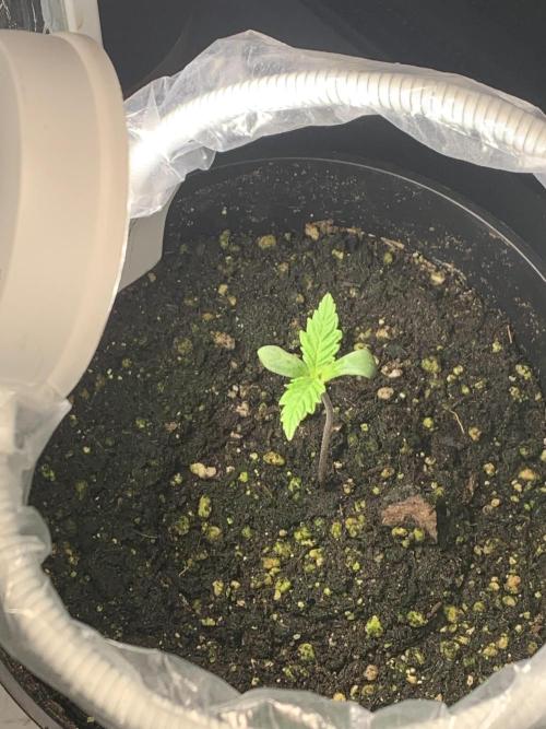 Red Jack Auto (WindowSil Modest/Attempt). Week 1