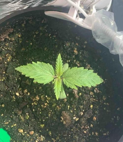 Red Jack Auto (WindowSil Modest/Attempt). Week 1 - 10/04/26