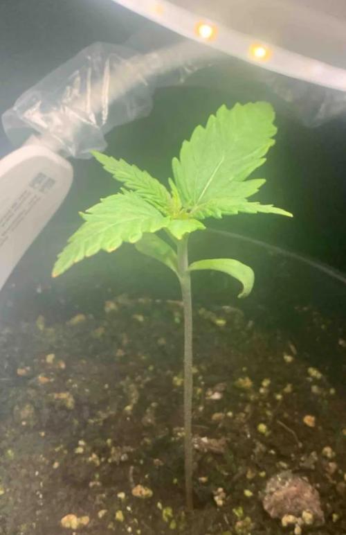 Red Jack Auto (WindowSil Modest/Attempt). Week 1 - 10/04/26