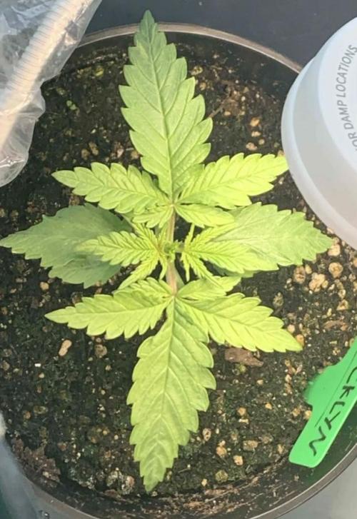 Red Jack Auto (WindowSil Modest/Attempt). Week 2 - 15/04/26
Great growth, nice and symmetrical, a little stretchy but well balance