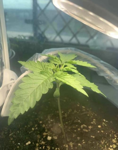 Red Jack Auto (WindowSil Modest/Attempt). Week 2 - 15/04/26