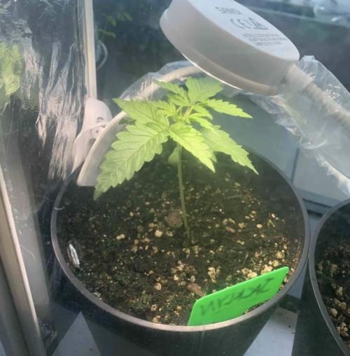 Red Jack Auto (WindowSil Modest/Attempt). Week 2 - 15/04/26
