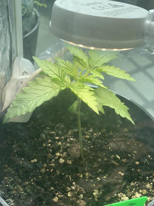 Red Jack Auto (WindowSil Modest/Attempt). Week 2