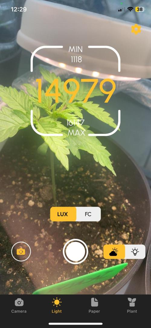 Red Jack Auto (WindowSil Modest/Attempt). Week 2 - Partly cloudy day, using the lux meter I’ve calculated around 13.9 DLI, 