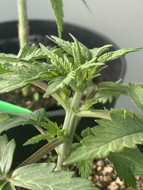 Red Jack Auto (WindowSil Modest/Attempt). Week 2 - 19/04/26 - strong stem development