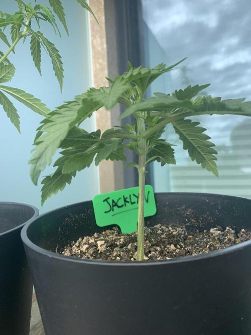 Red Jack Auto (WindowSil Modest/Attempt). Week 2 - 19/04/26