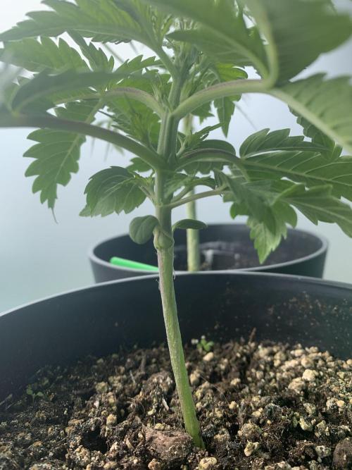 Red Jack Auto (WindowSil Modest/Attempt). Week 2 - 19/04/26