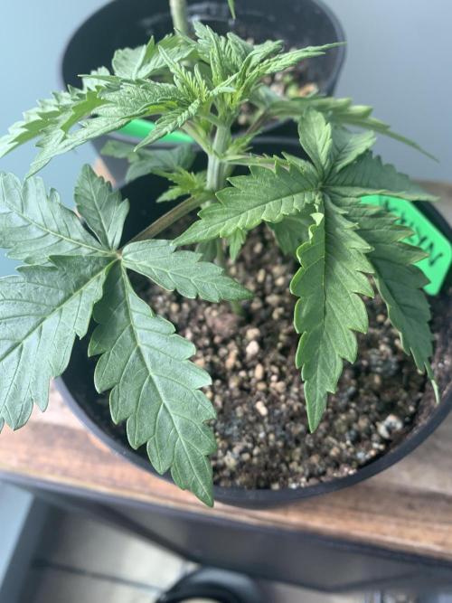 Red Jack Auto (WindowSil Modest/Attempt). Week 2 - 19/04/26

Good leaf coverage not too much stretching, 