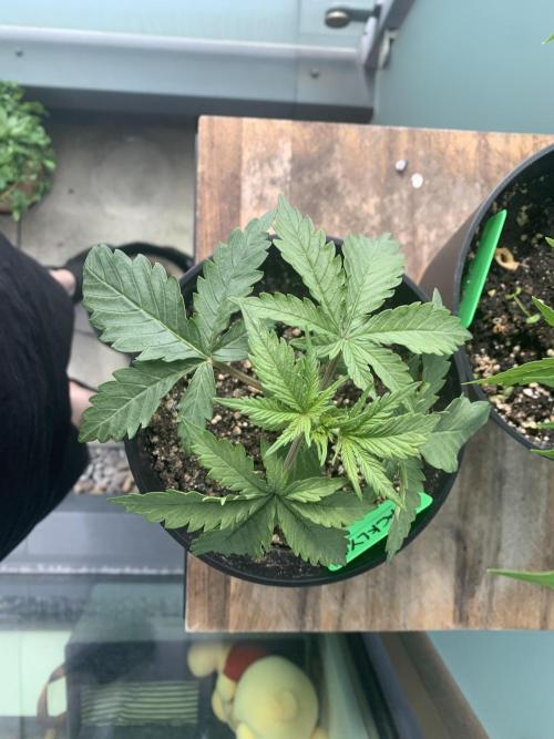 Red Jack Auto (WindowSil Modest/Attempt). Week 2 - Decided to take her out today as it’s clear skies ahead today!