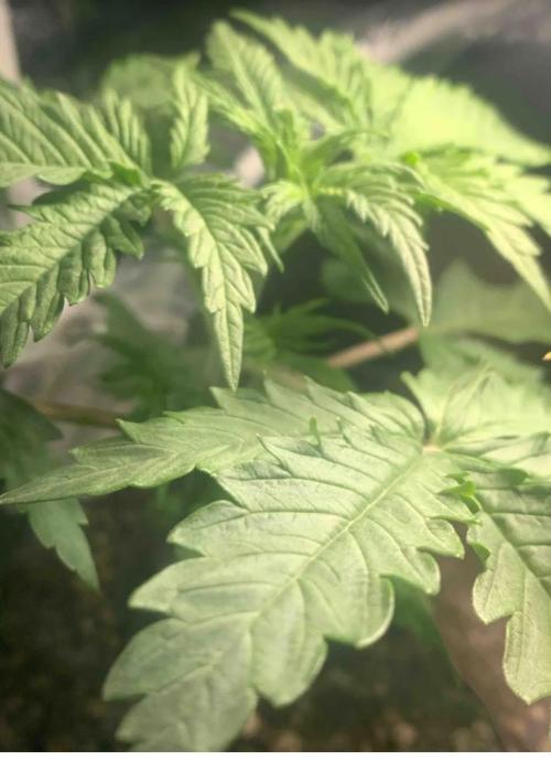 Red Jack Auto (WindowSil Modest/Attempt). Week 3 - 21/04/26