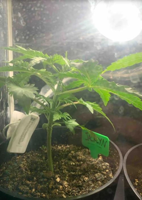 Red Jack Auto (WindowSil Modest/Attempt). Week 3 - 21/04/26