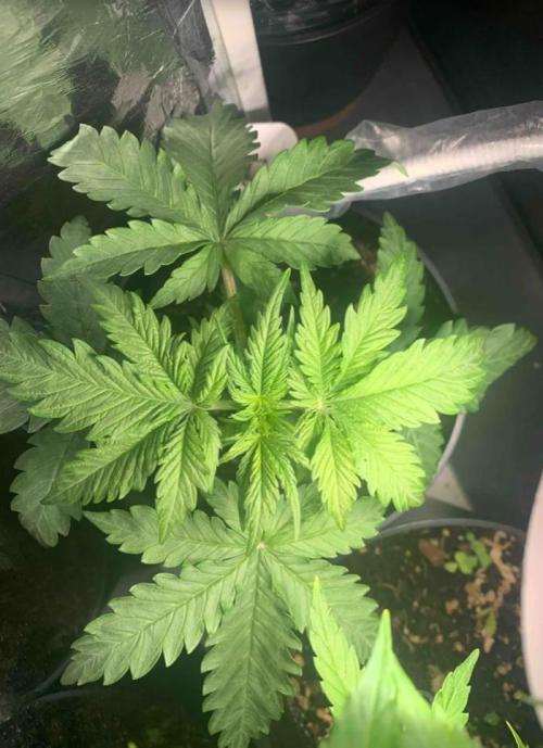 Red Jack Auto (WindowSil Modest/Attempt). Week 3 - 21/04/26