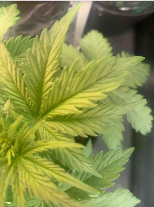 Red Jack Auto (WindowSil Modest/Attempt). Week 3 - 24/04/26