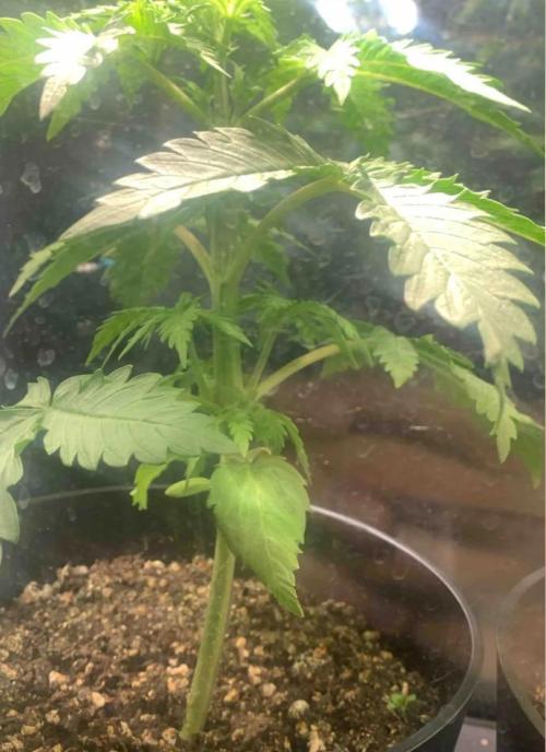 Red Jack Auto (WindowSil Modest/Attempt). Week 3 - 24/04/26