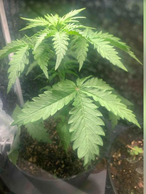 Red Jack Auto (WindowSil Modest/Attempt). Week 3 - 24/04/26