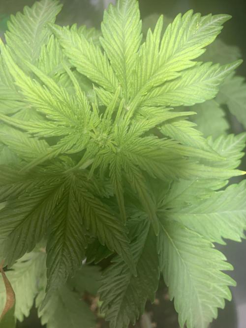 Red Jack Auto (WindowSil Modest/Attempt). Week 3 - 24/04/26