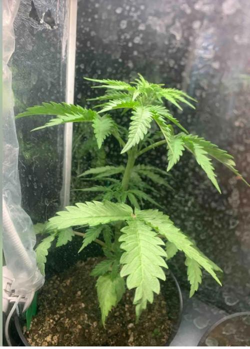Red Jack Auto (WindowSil Modest/Attempt). Week 3 - 26/04/26